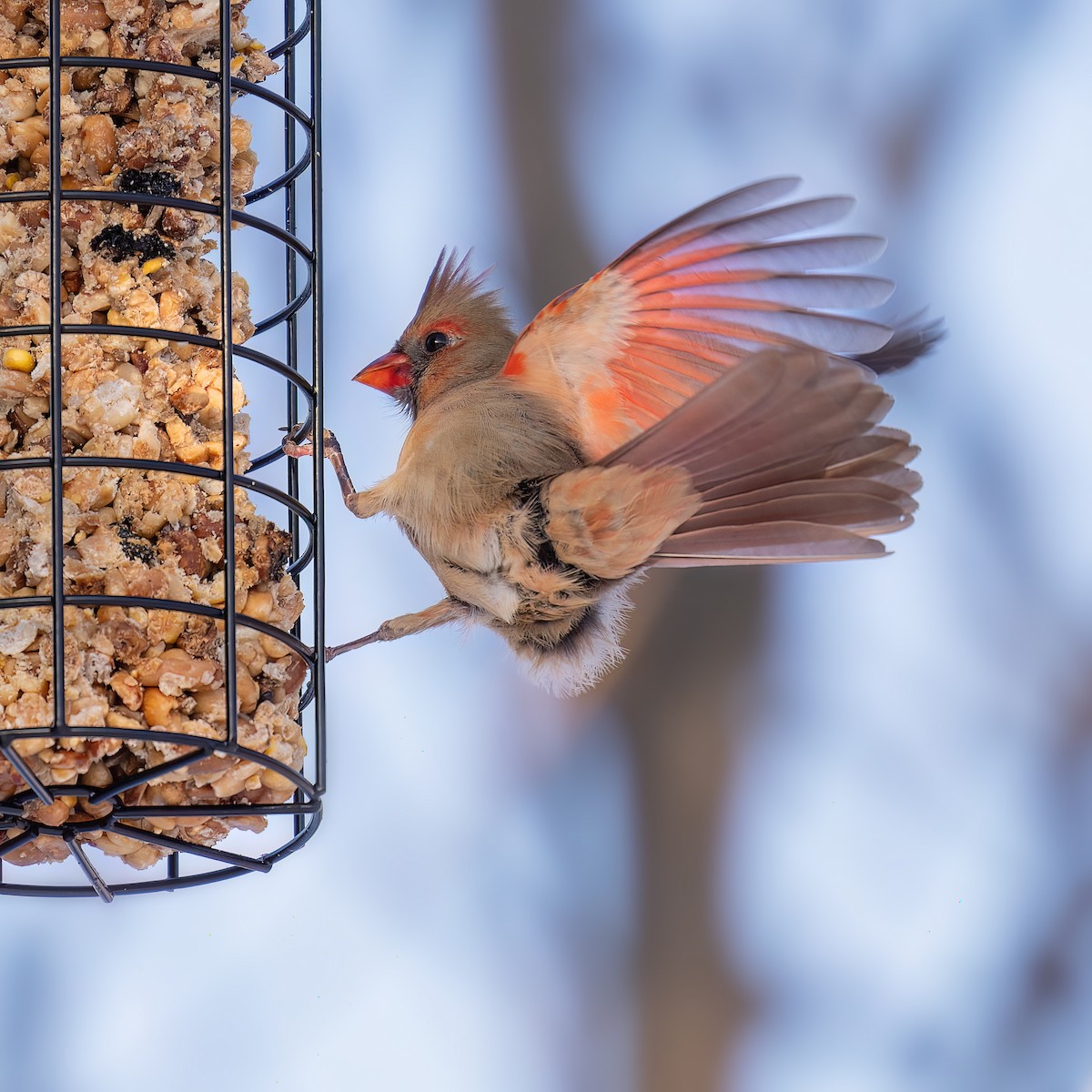 Northern Cardinal - ML646719330