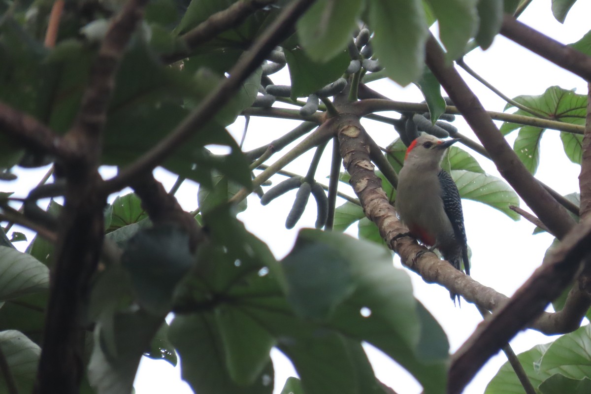 Golden-fronted Woodpecker - ML646719336