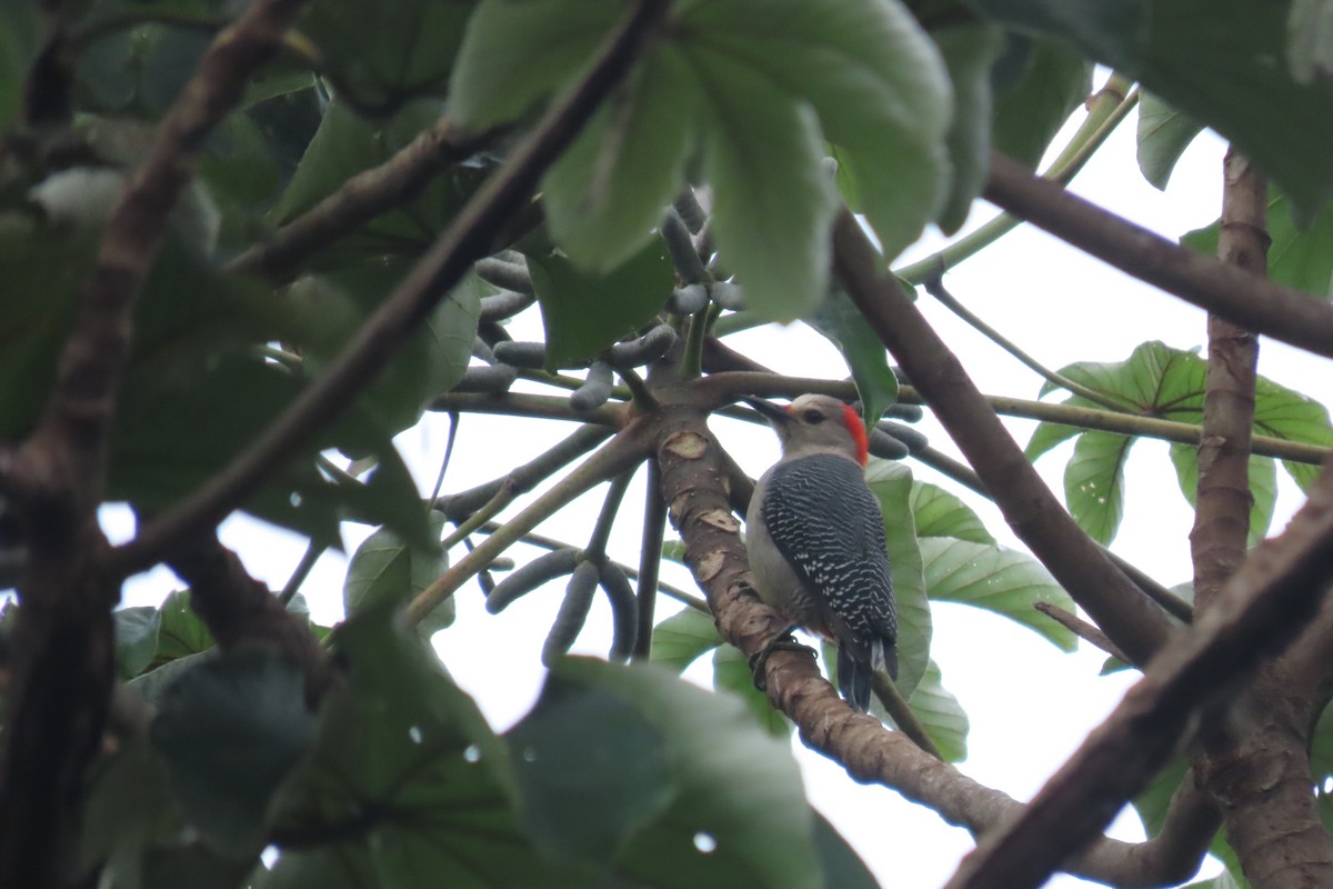 Golden-fronted Woodpecker - ML646719337