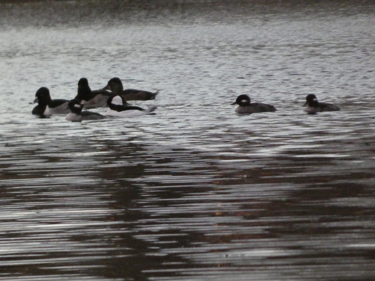 Гоголь малий - ML646719341