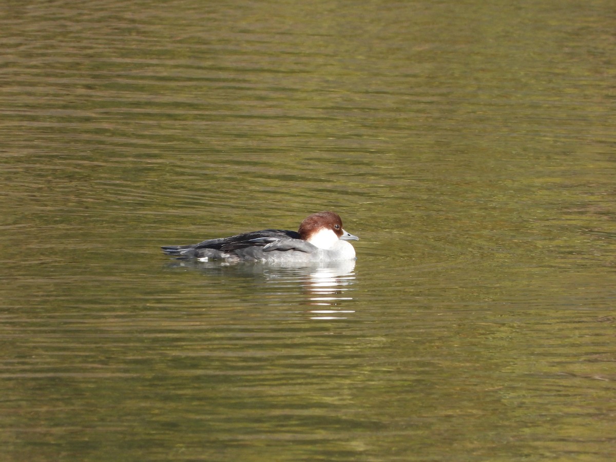 Smew - ML646719344