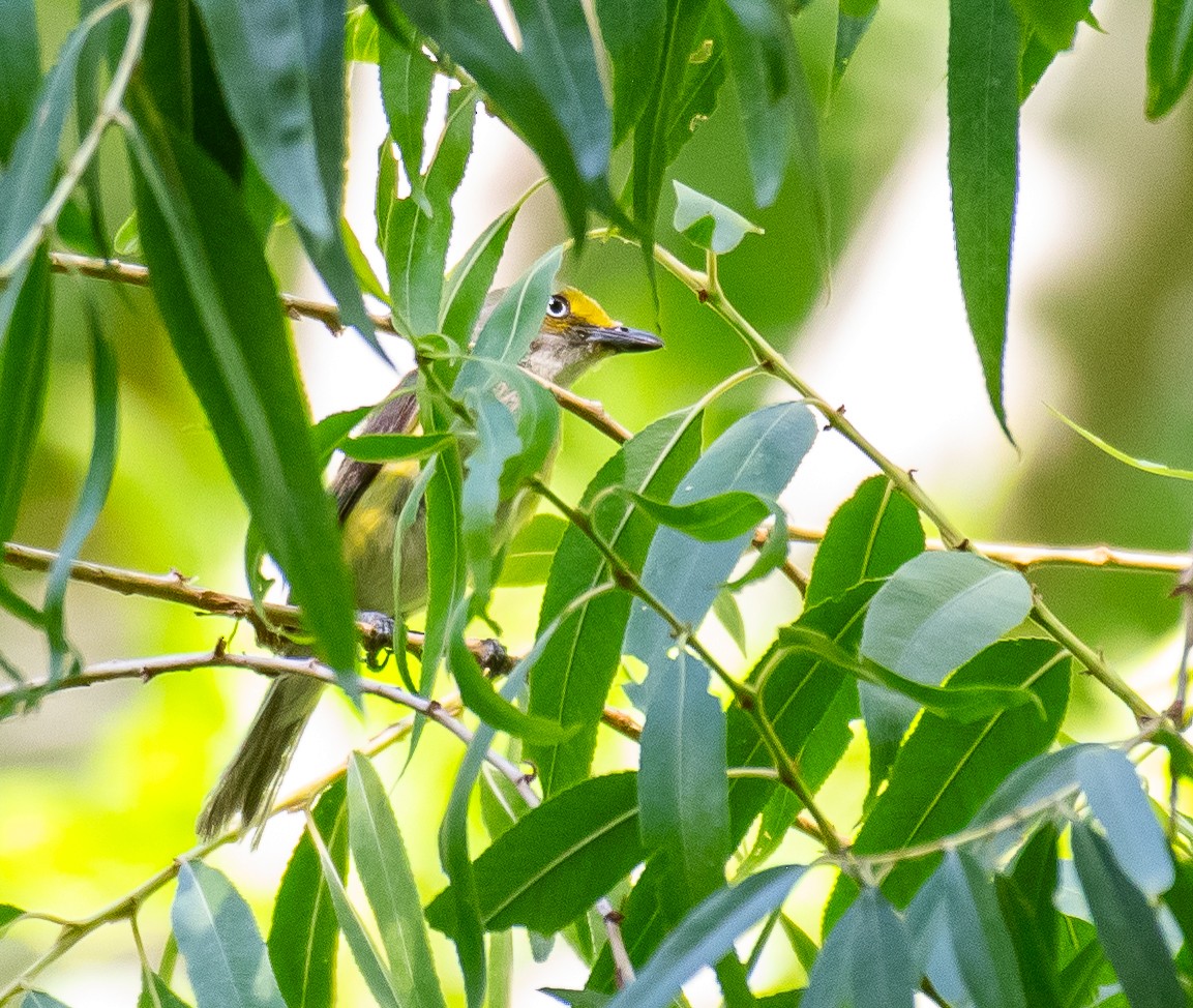 ויראו לבן-עין - ML646719347