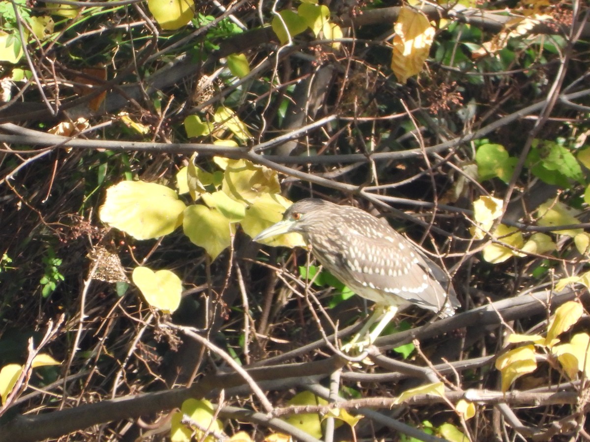 Black-crowned Night Heron - ML646719349