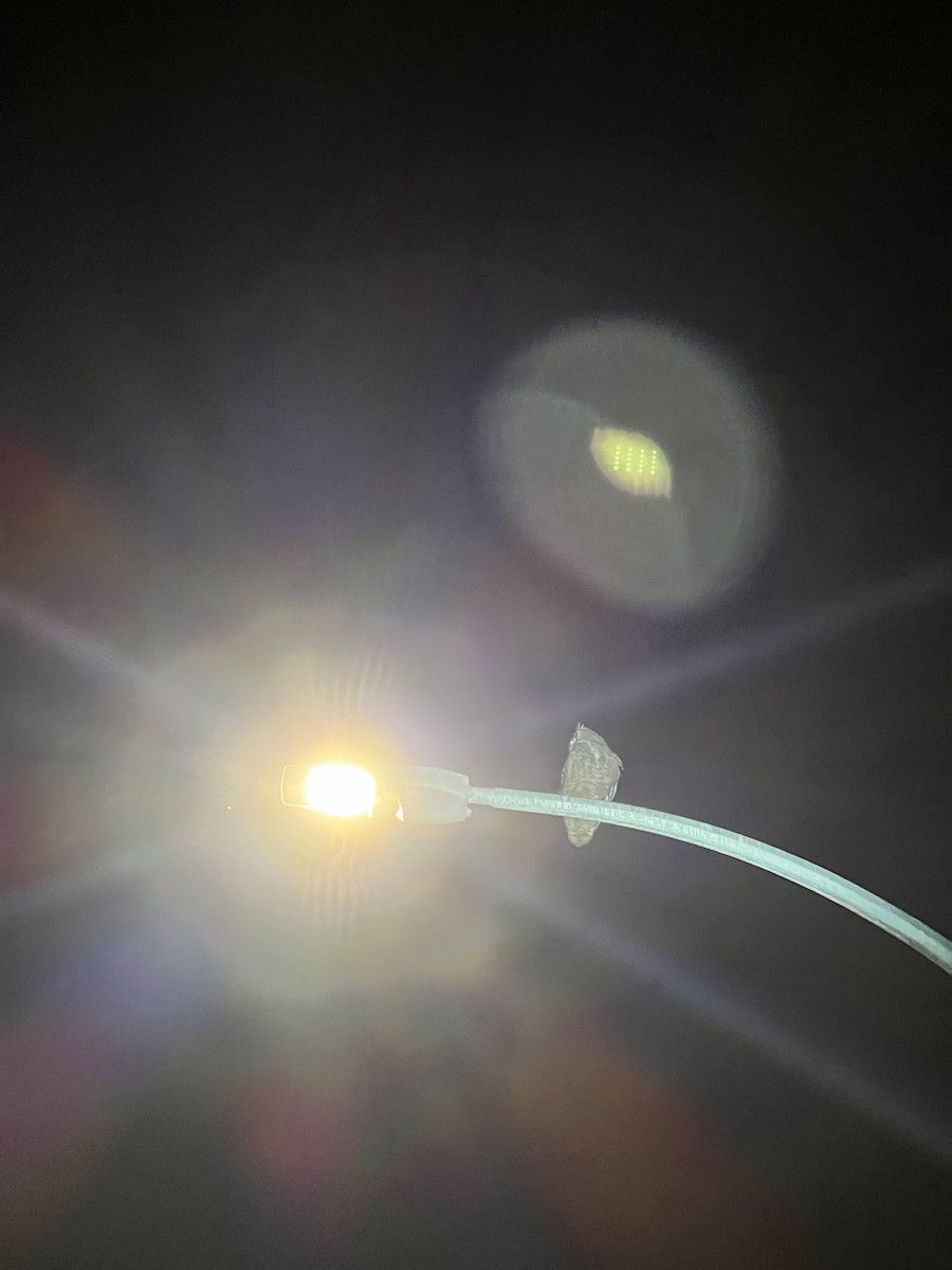 Amerika Puhusu - ML646719350