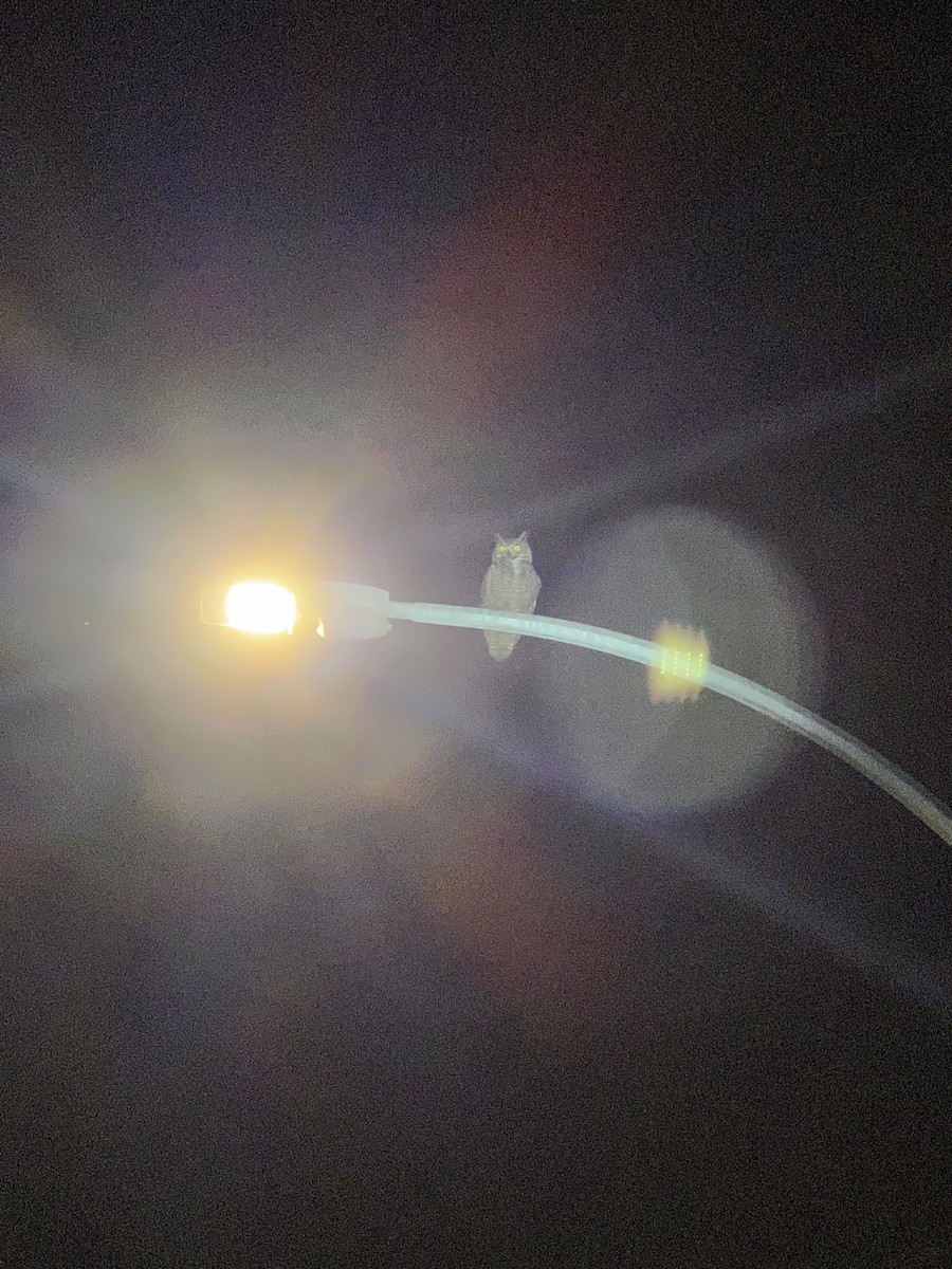 Amerika Puhusu - ML646719351