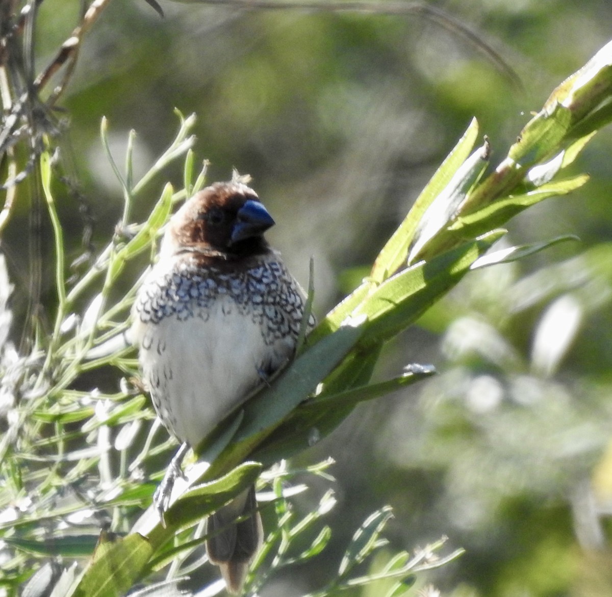 Scaly-breasted Munia - ML646719357
