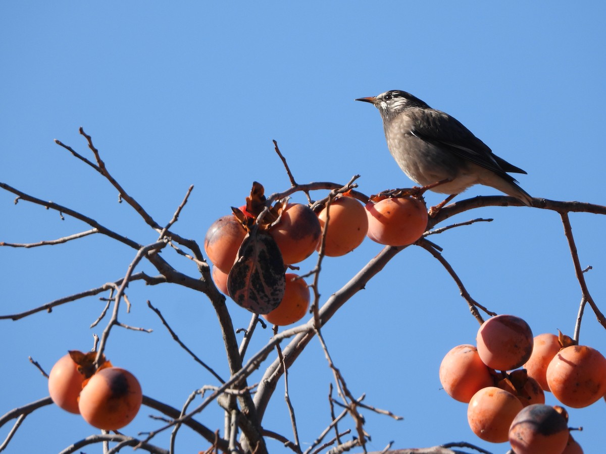 White-cheeked Starling - ML646719358