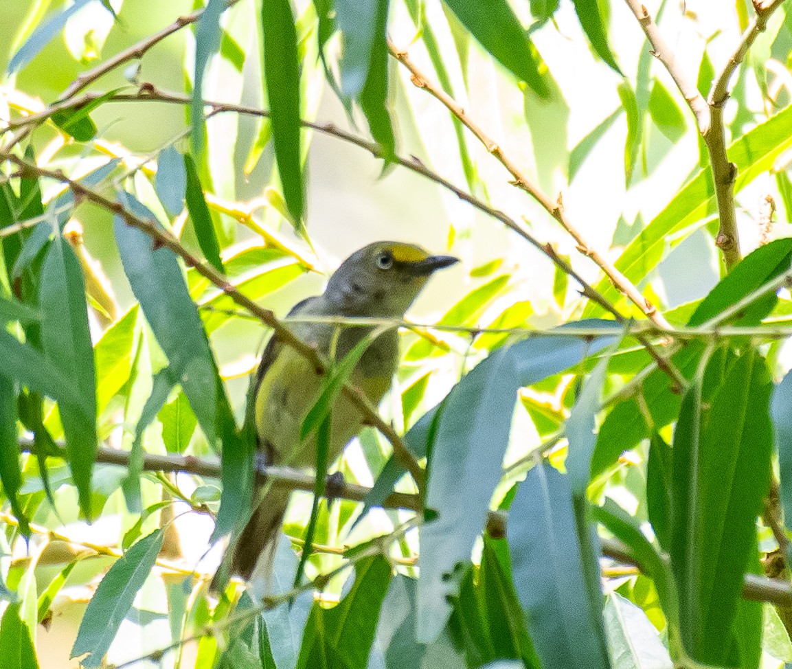 ויראו לבן-עין - ML646719359