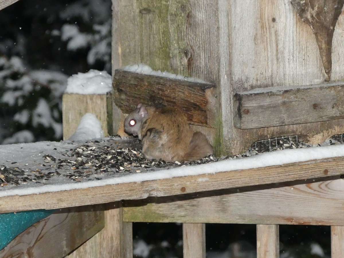 Northern Flying Squirrel - ML646719360