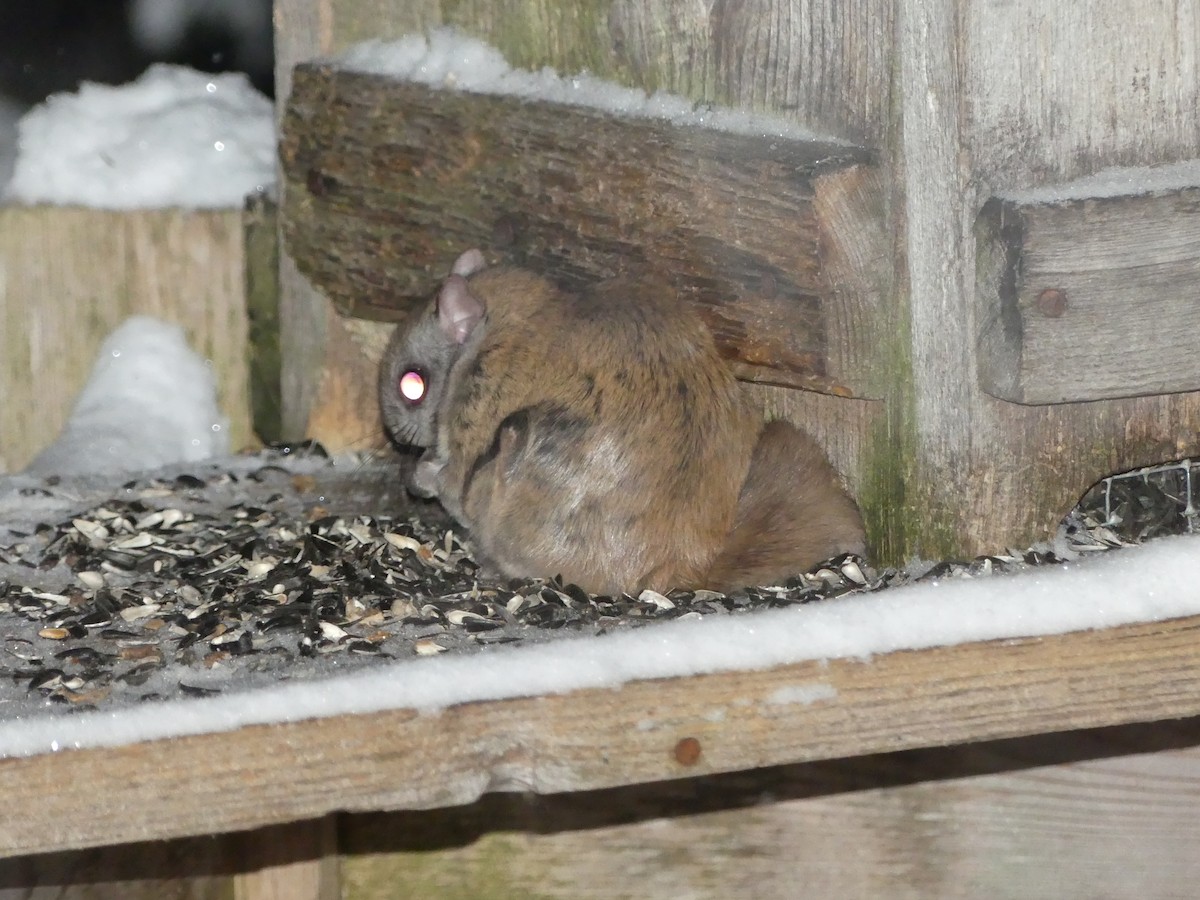 Northern Flying Squirrel - ML646719361