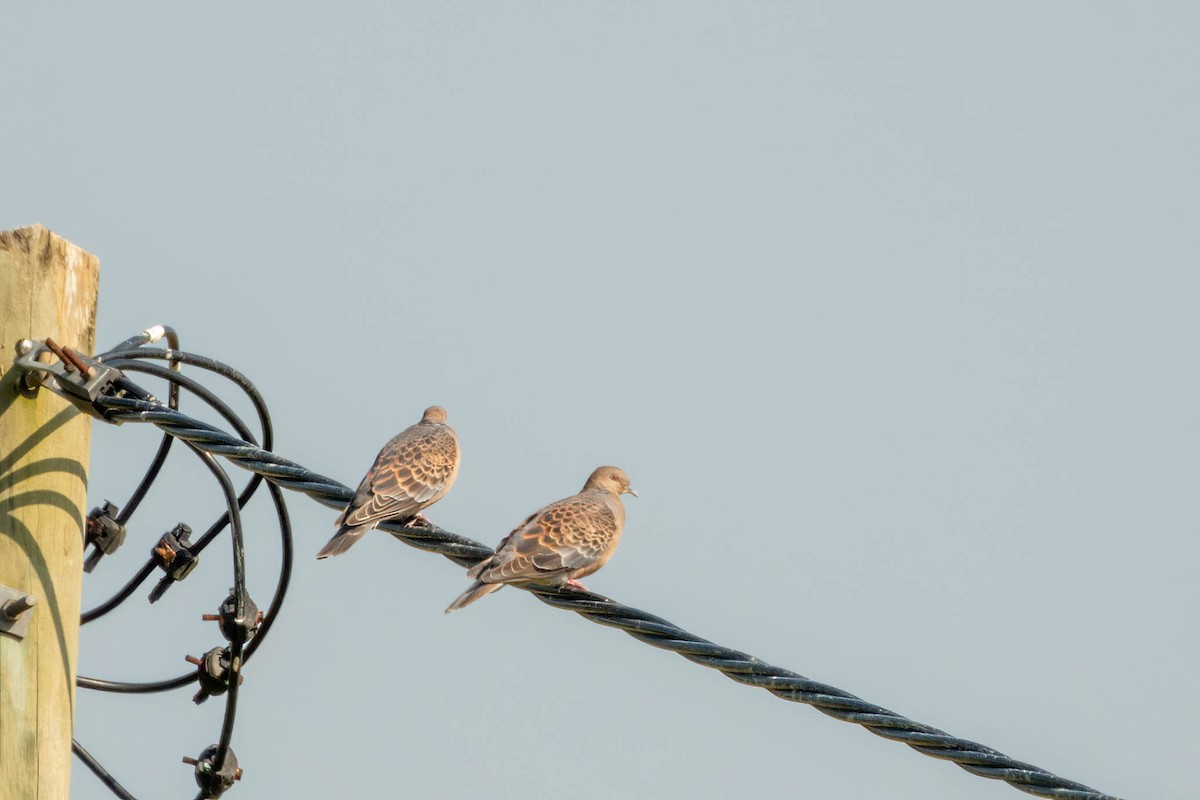 Oriental Turtle-Dove - ML646719364