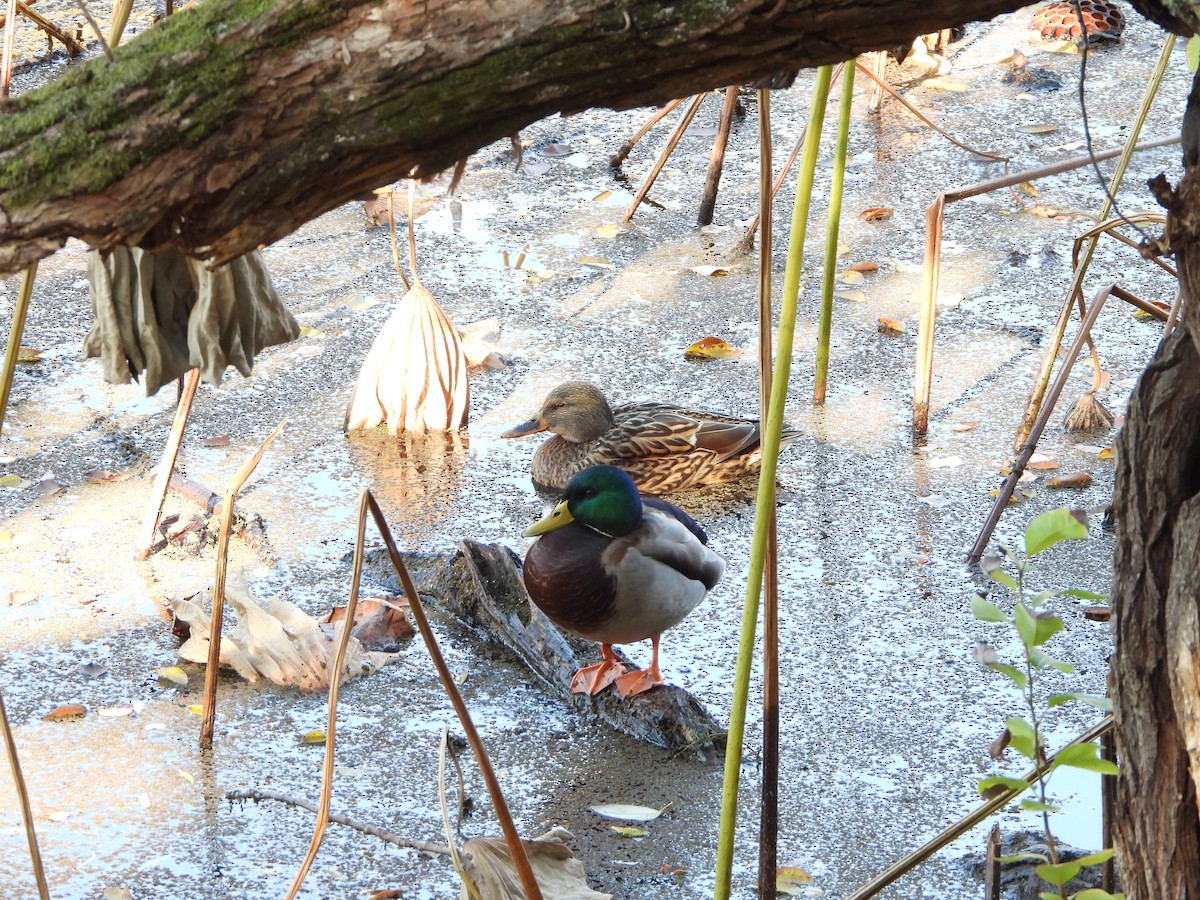 Mallard - ML646719365