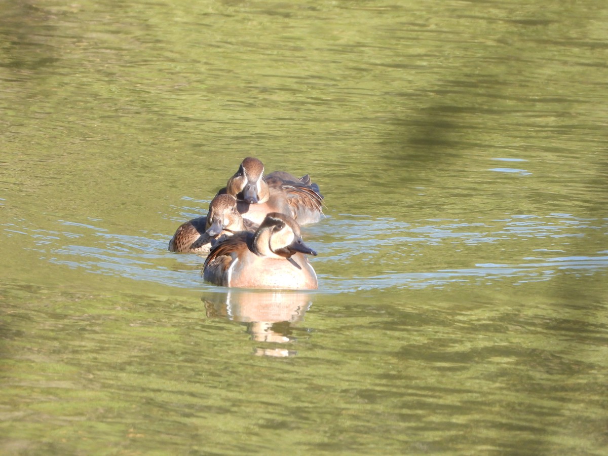Baikal Teal - ML646719369
