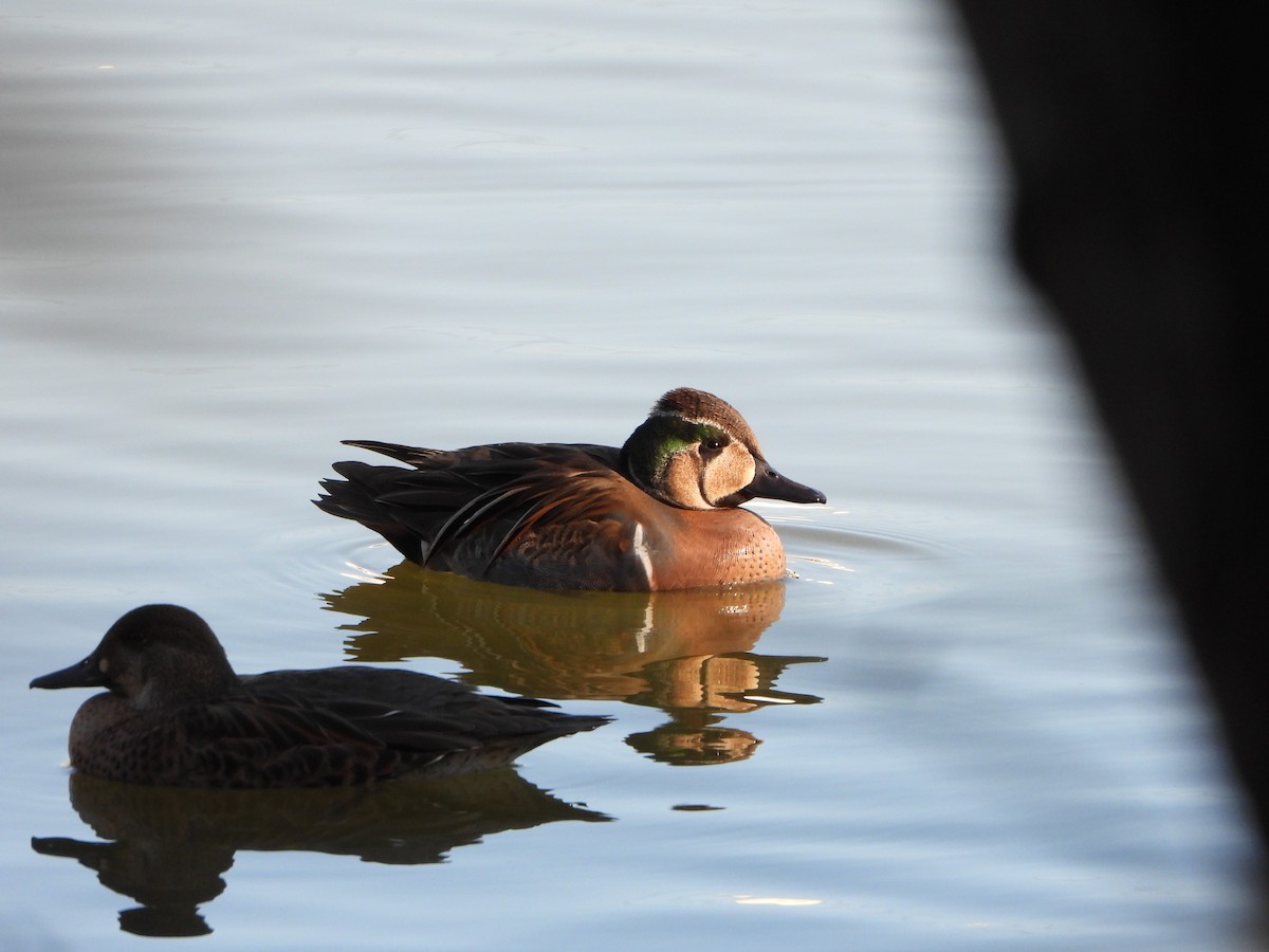 Baikal Teal - ML646719370