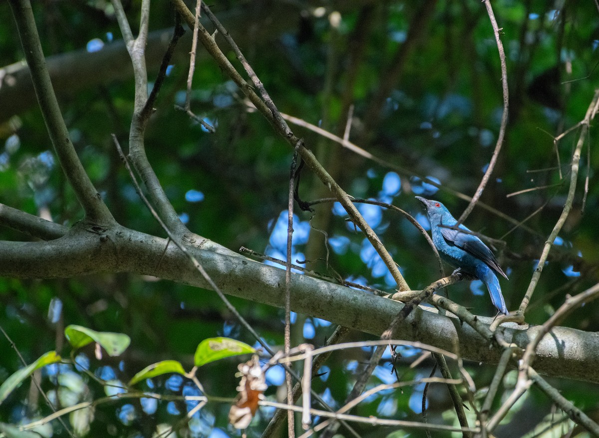 Türkisfeenvogel - ML646719376