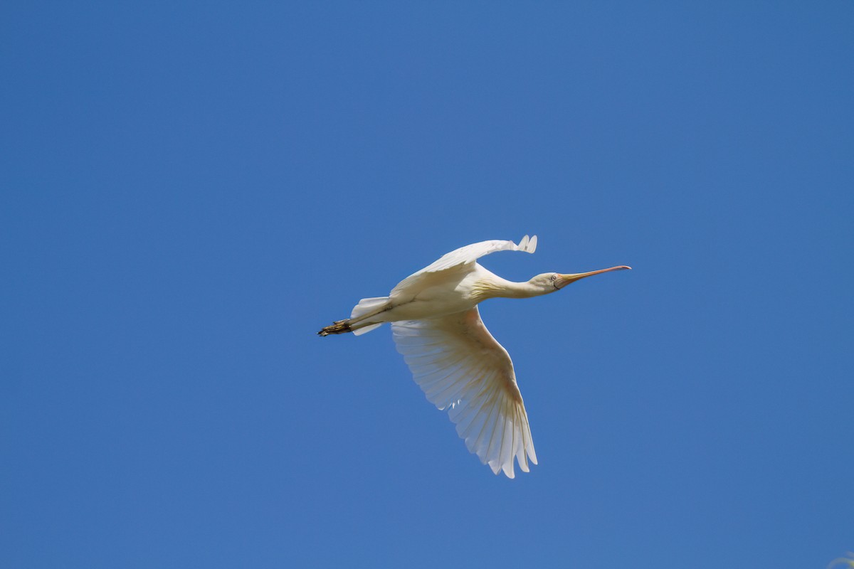 Yellow-billed Spoonbill - ML646719377