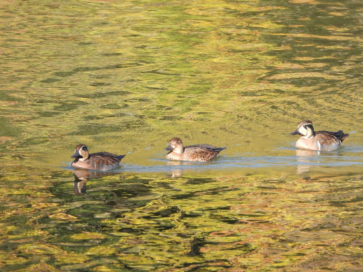 Baikal Teal - ML646719379