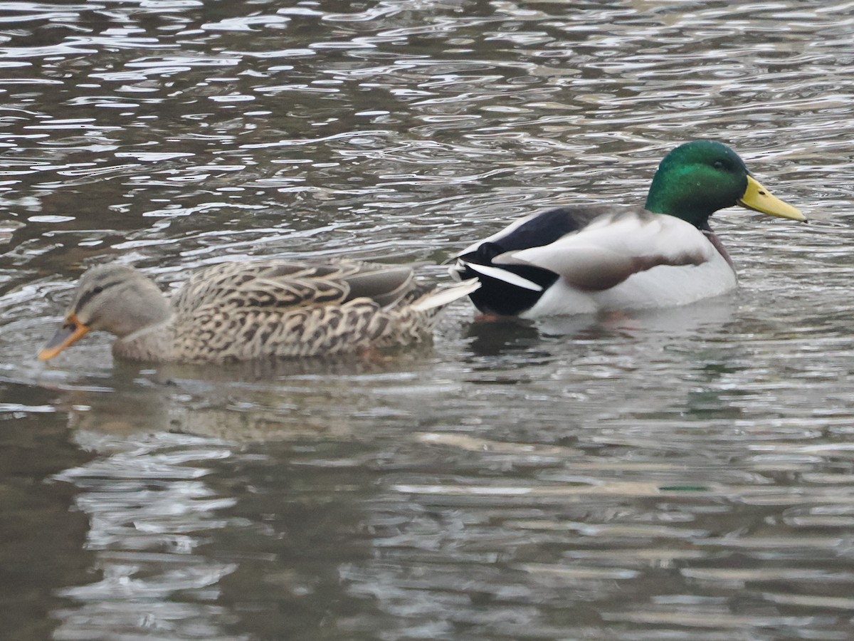 Зэрлэг нугас - ML646719381