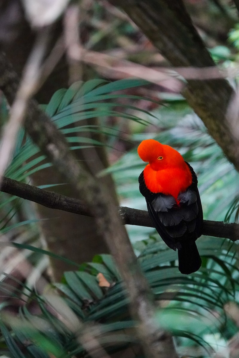 Andean Cock-of-the-rock - ML646719387