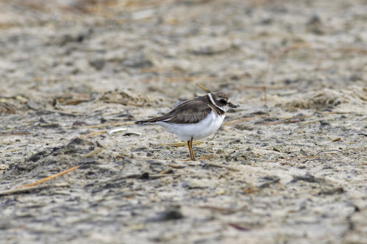 Txirritxo erdipalmatua - ML646719388