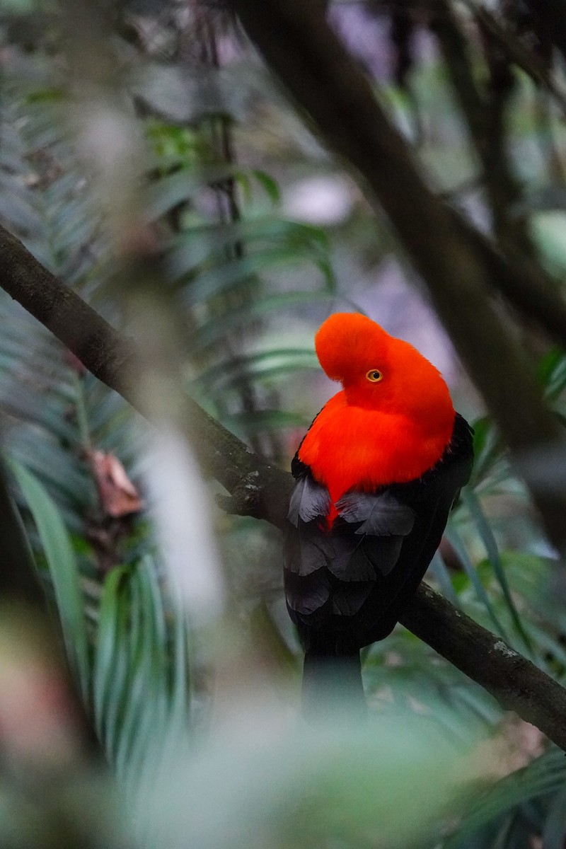 Andean Cock-of-the-rock - ML646719389