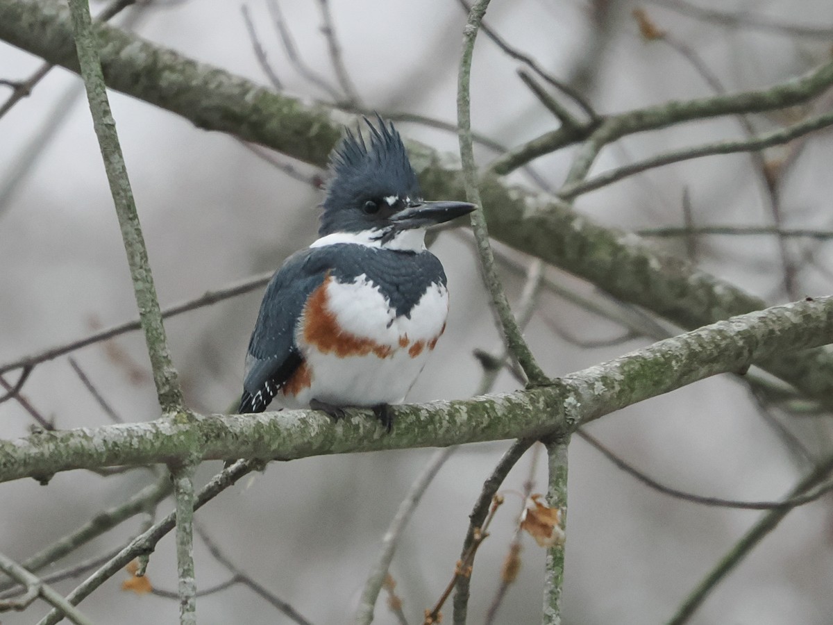 Belted Kingfisher - ML646719393