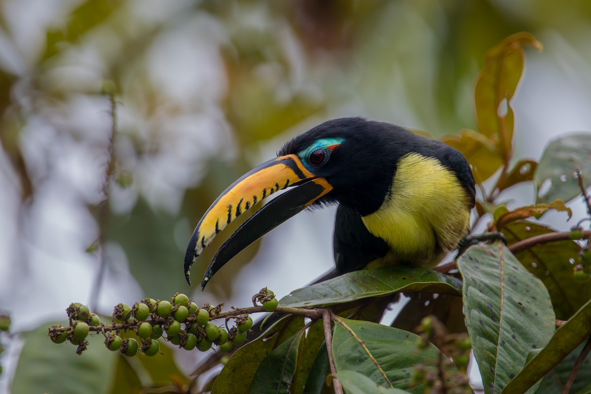 Lettered Aracari - ML646719394