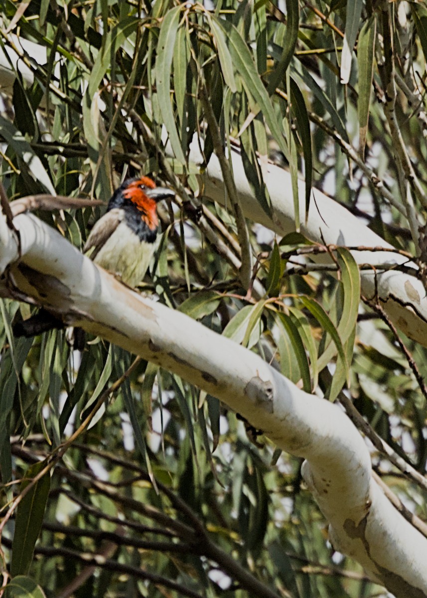 Black-collared Barbet - ML646719398