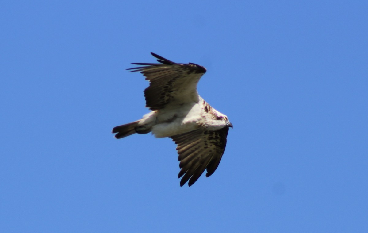 魚鷹 - ML646719400