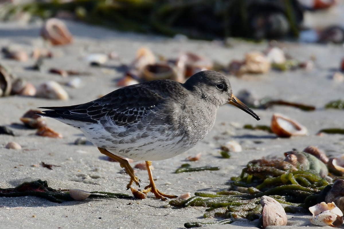 חופית ימית - ML646719402