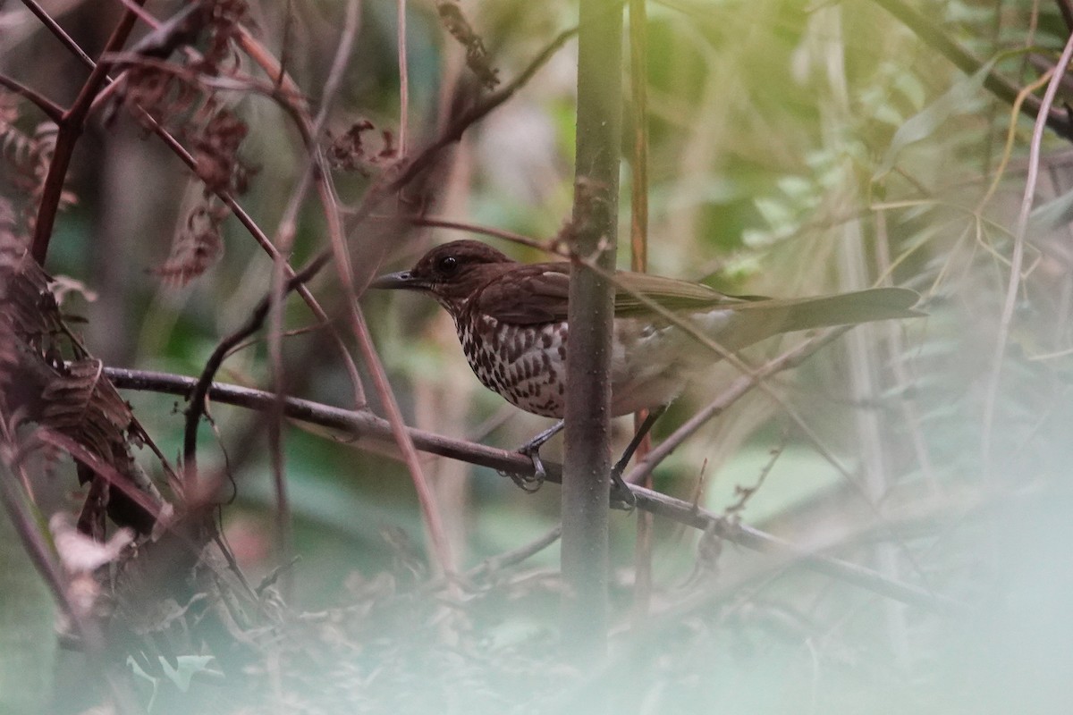 Marañon Thrush - ML646719404