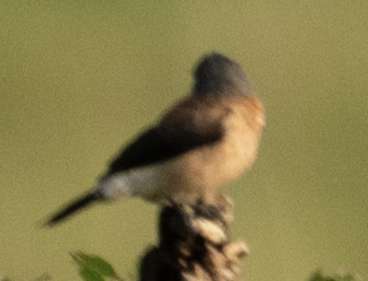 Graukopfelsterchen - ML646719406