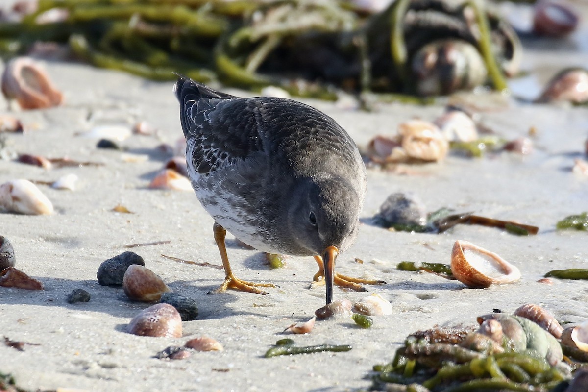 חופית ימית - ML646719407