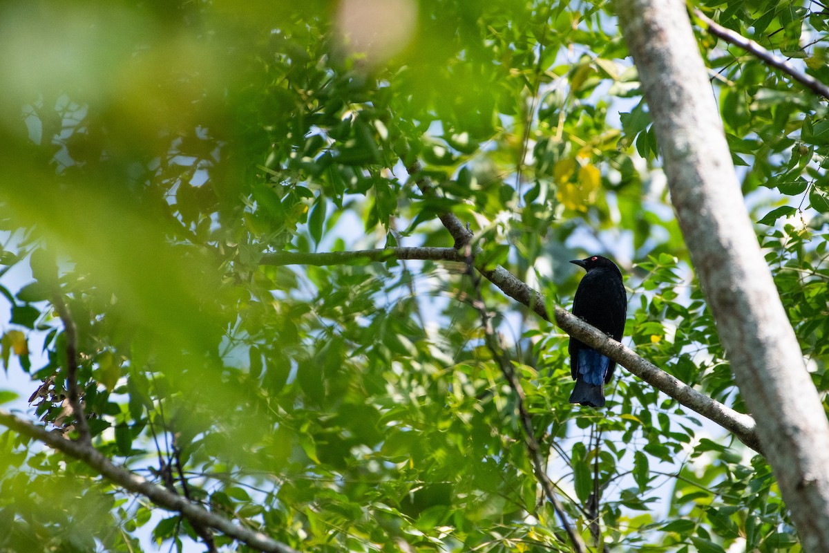 Türkisfeenvogel - ML646719408