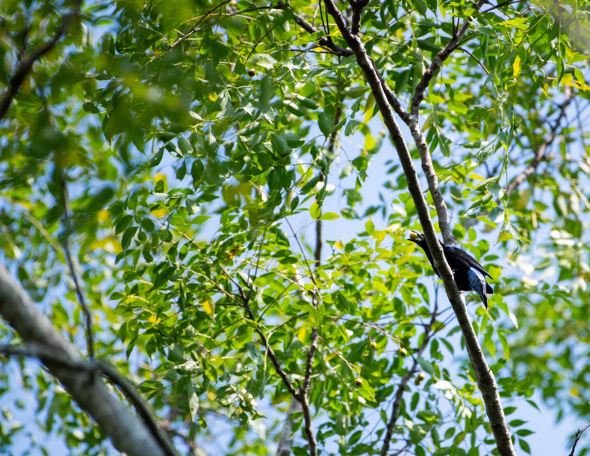 Türkisfeenvogel - ML646719409