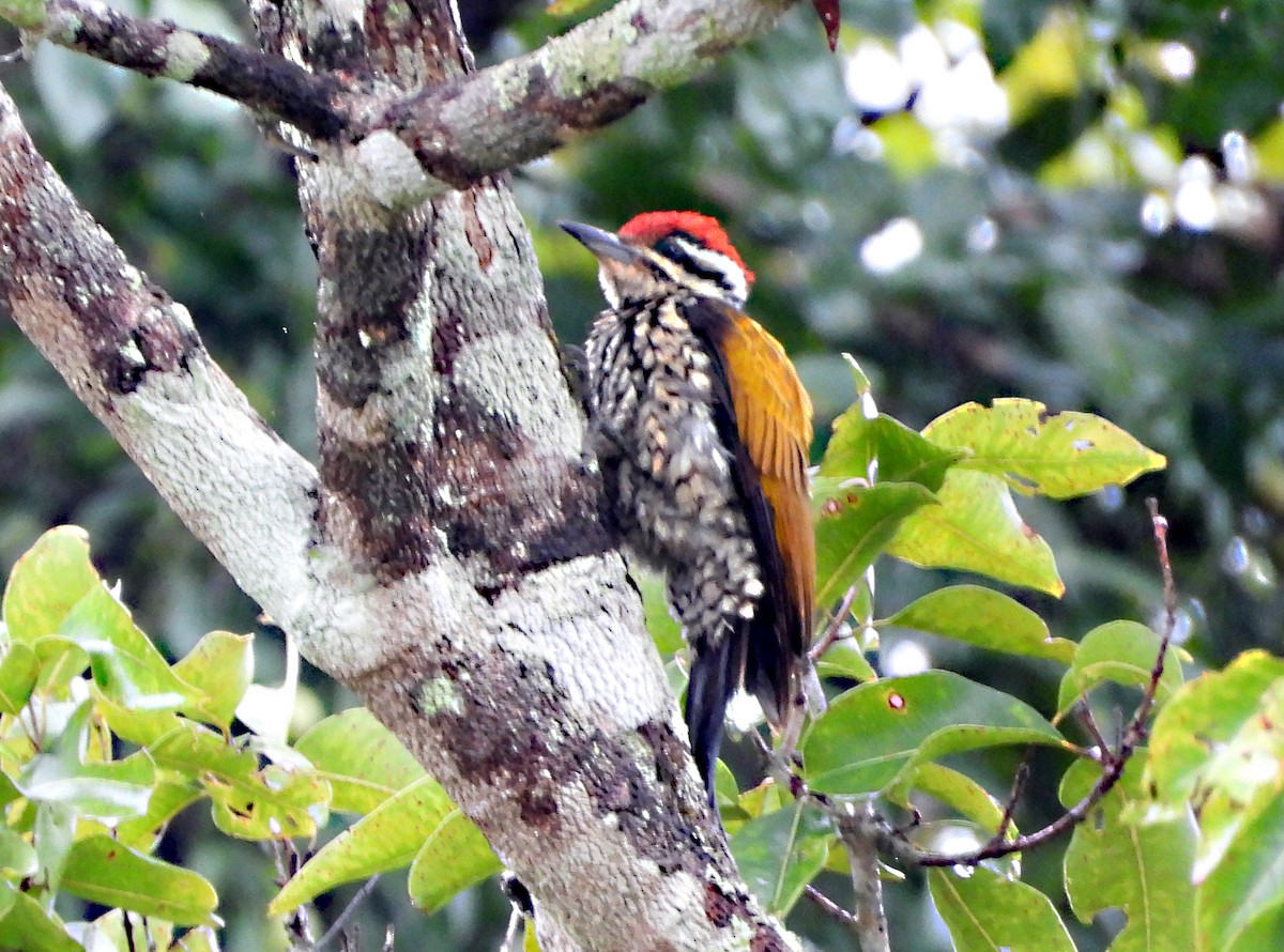 Common Flameback - ML646719410