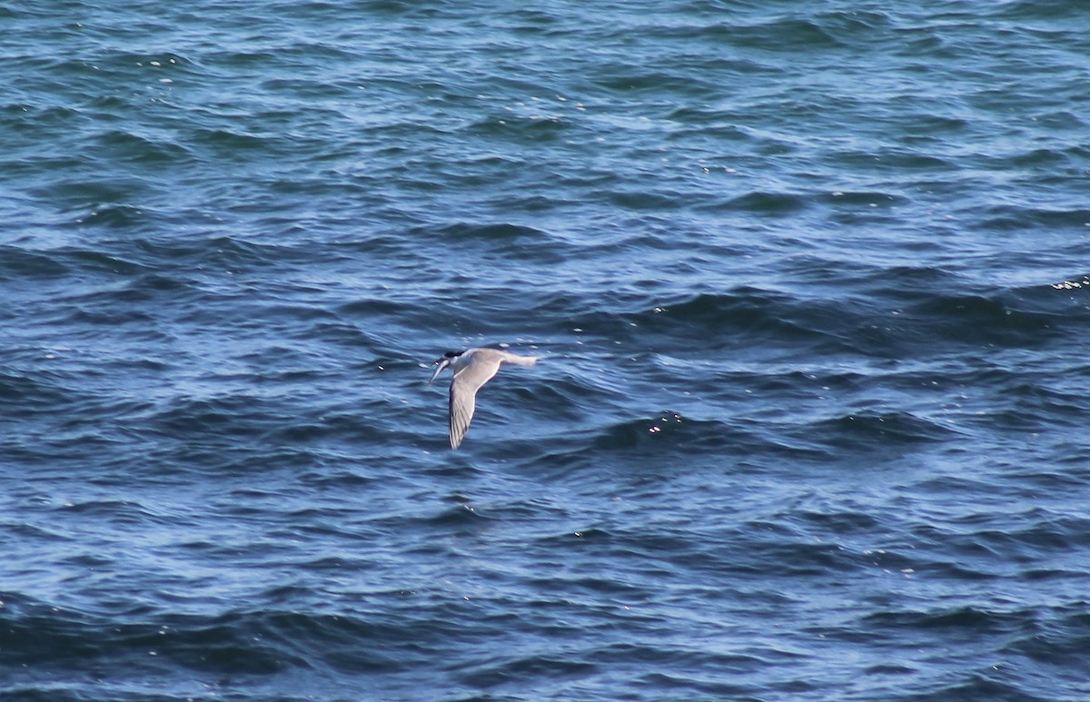 鳳頭燕鷗 - ML646719413