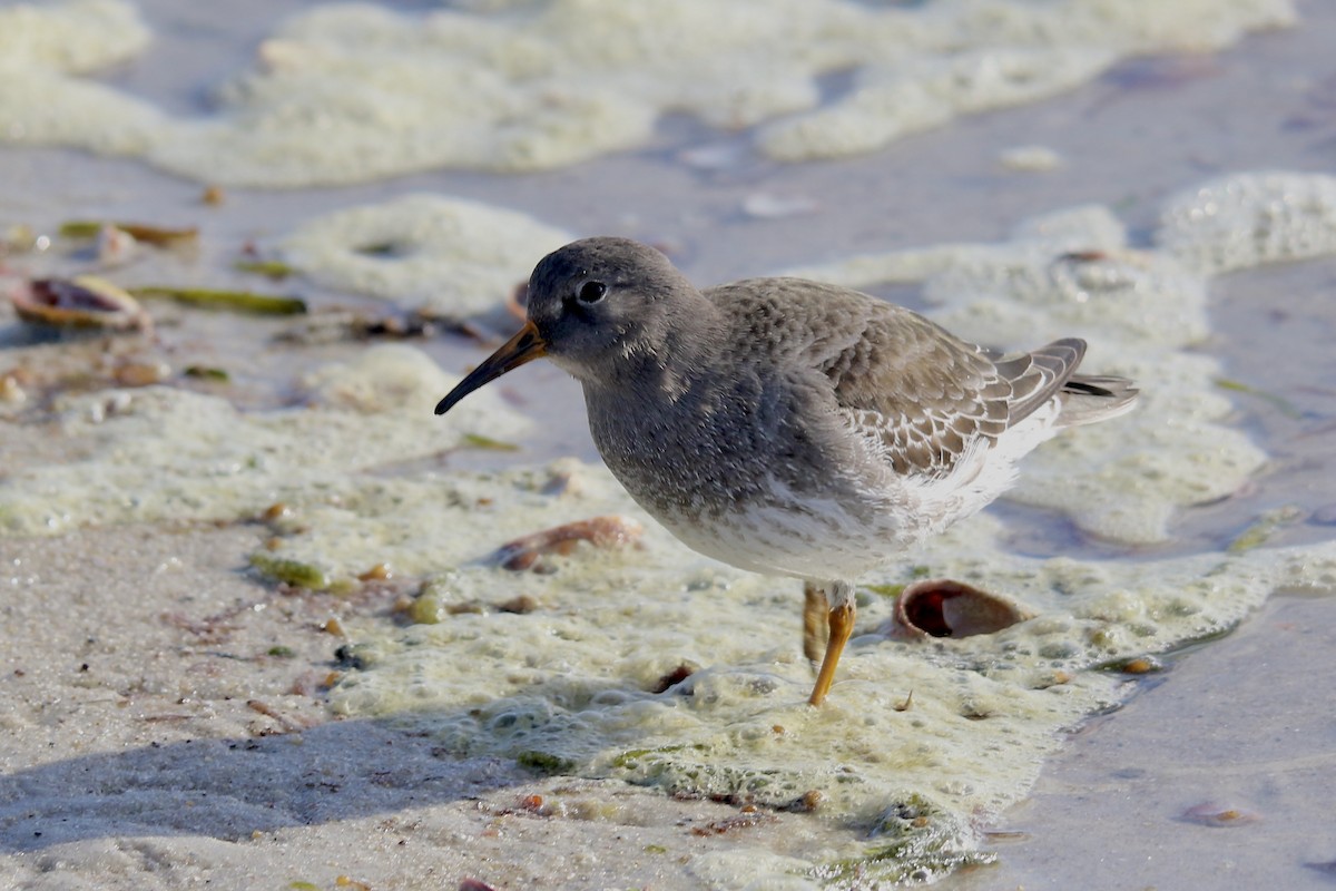 חופית ימית - ML646719416