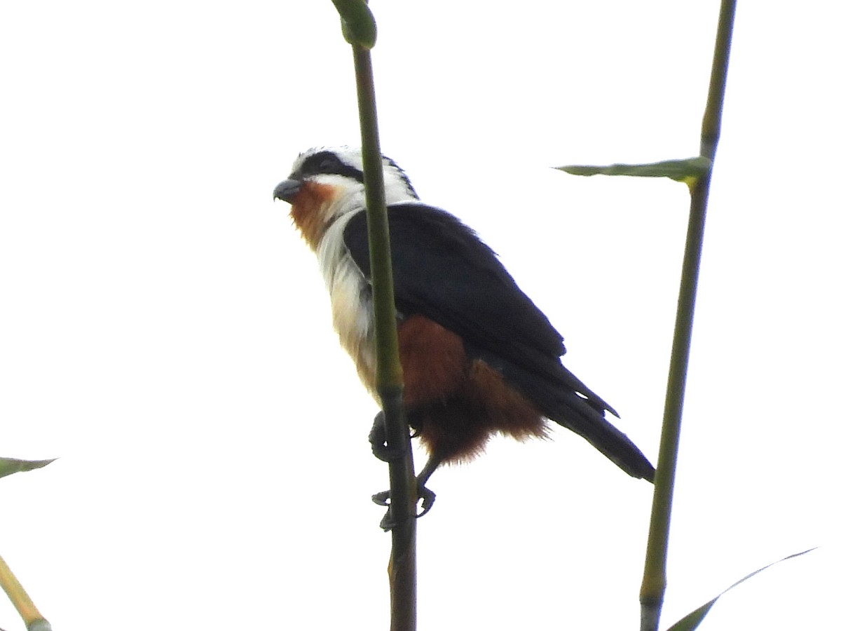 Collared Falconet - ML646719422