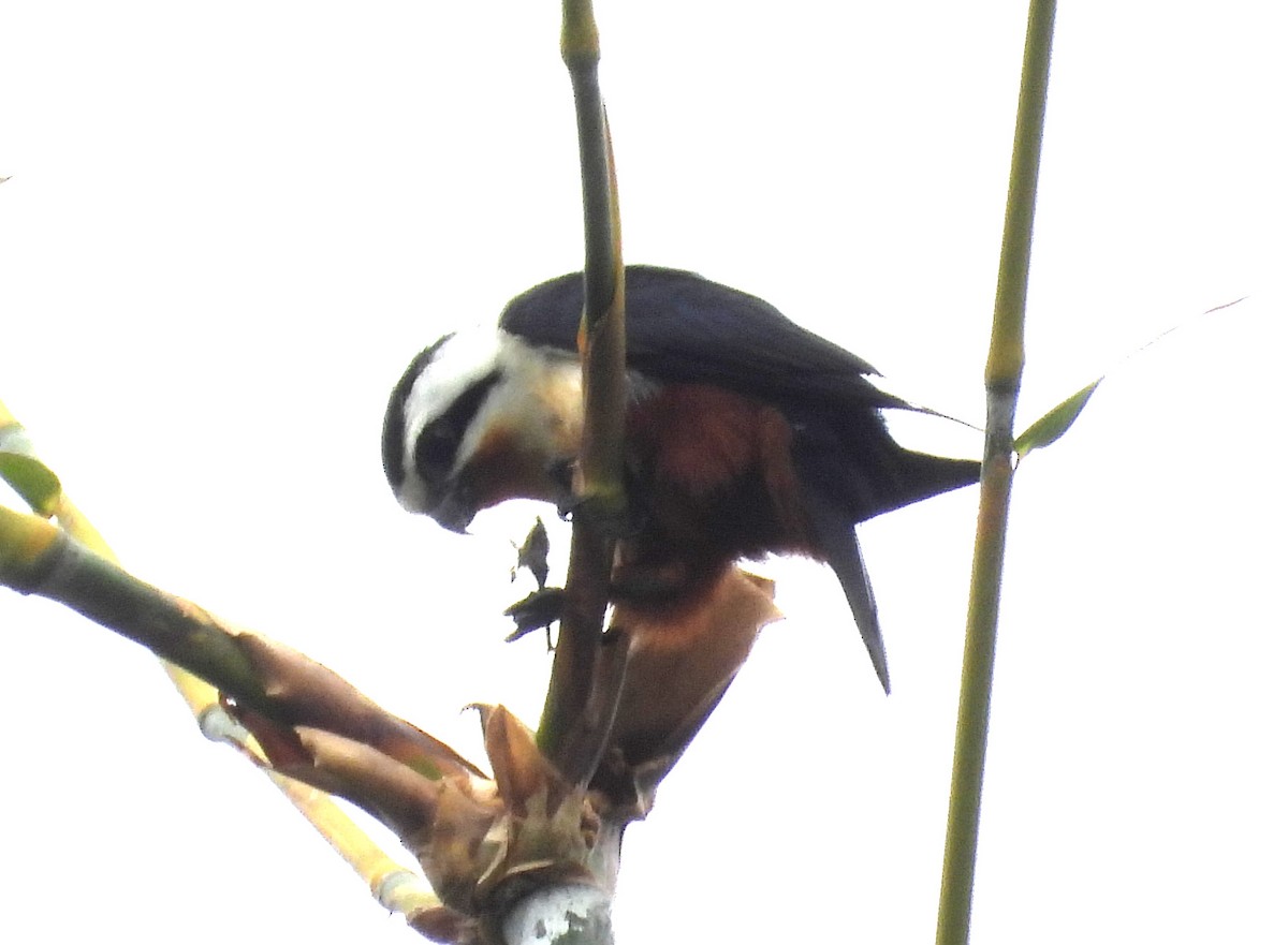 Collared Falconet - ML646719423