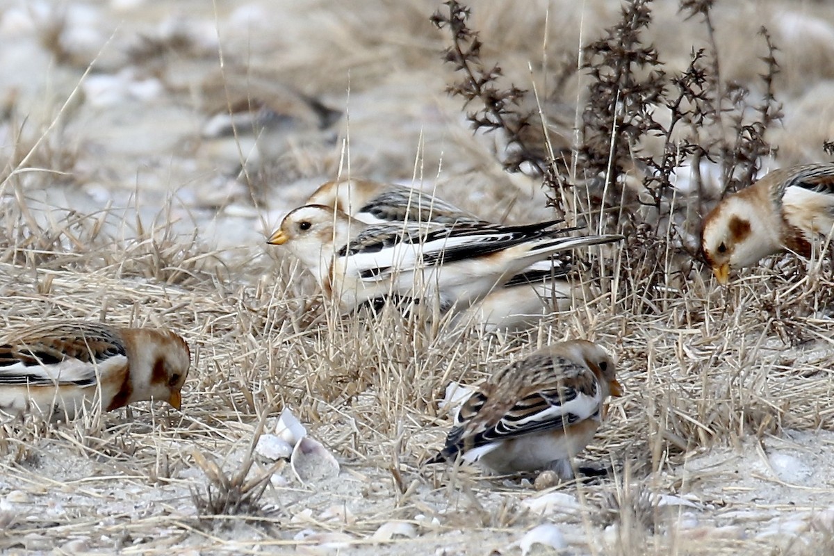 גיבתון שלג - ML646719424