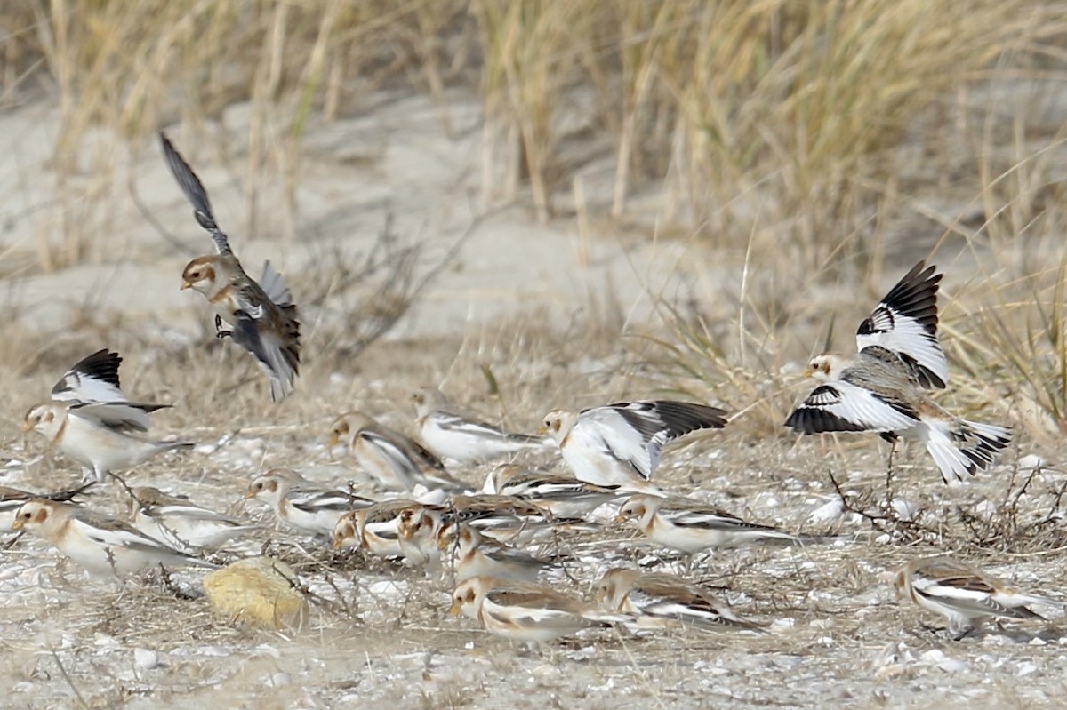גיבתון שלג - ML646719427