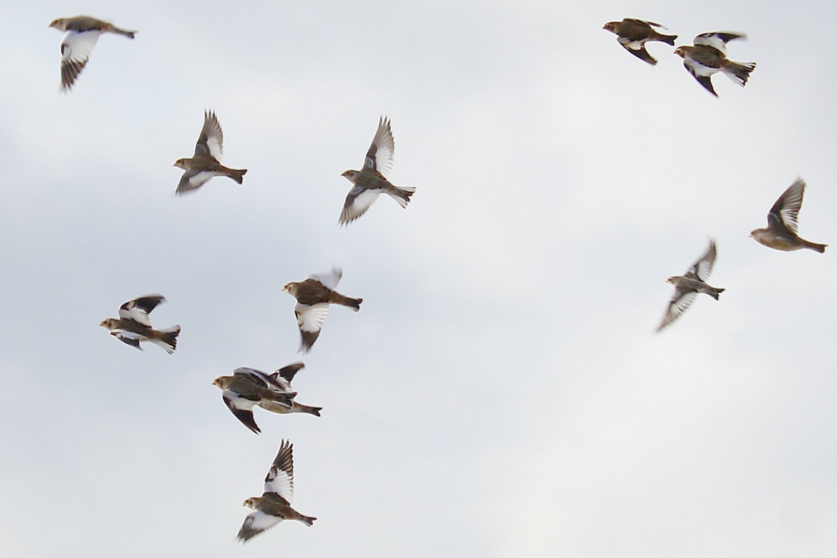 גיבתון שלג - ML646719435