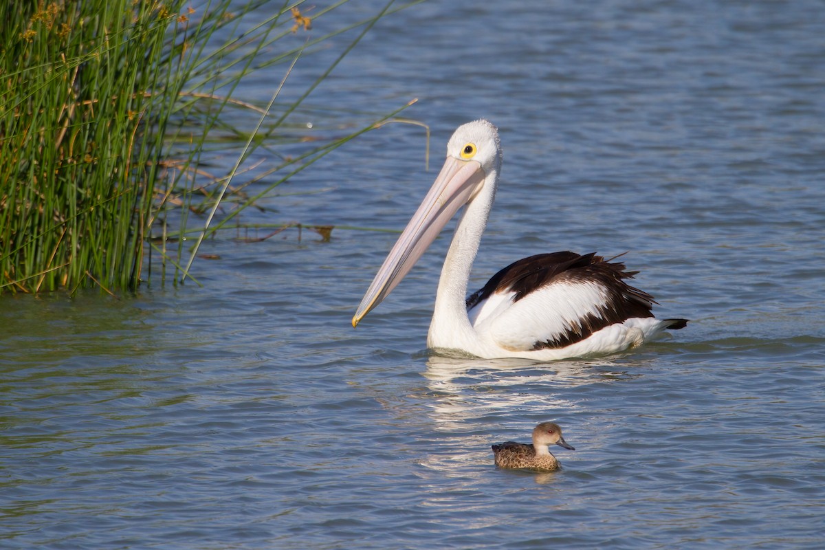 Australian Pelican - ML646719436