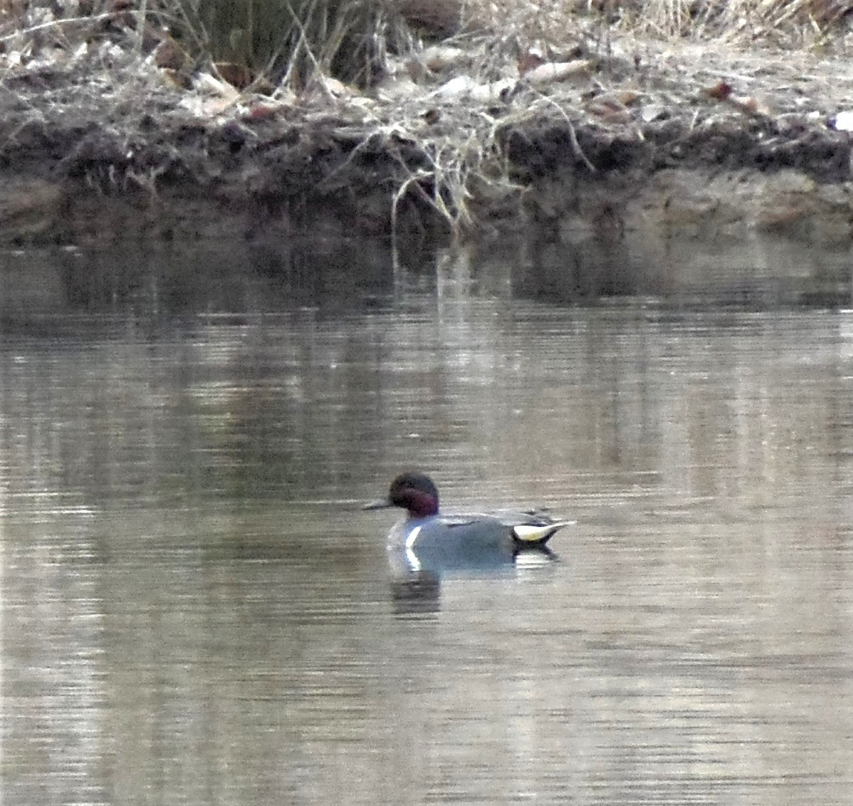 コガモ - ML646719437