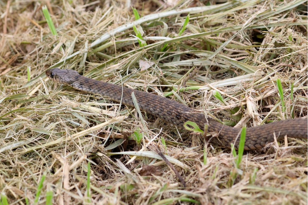 Common keelback - ML646719439