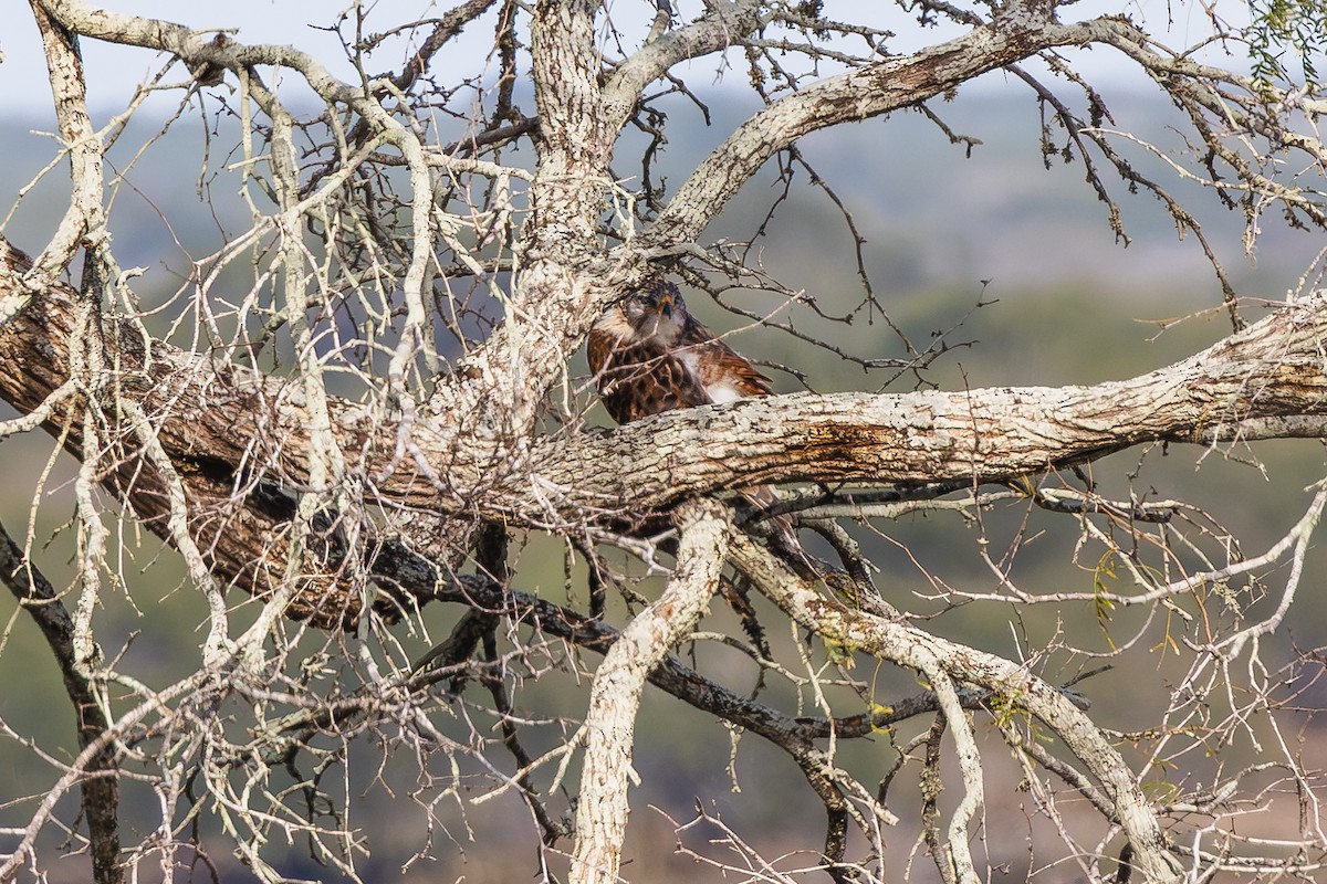 Ferruginous Hawk - ML646719440