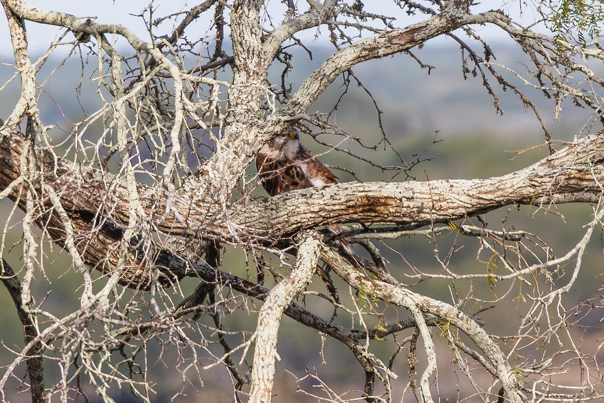 Ferruginous Hawk - ML646719441