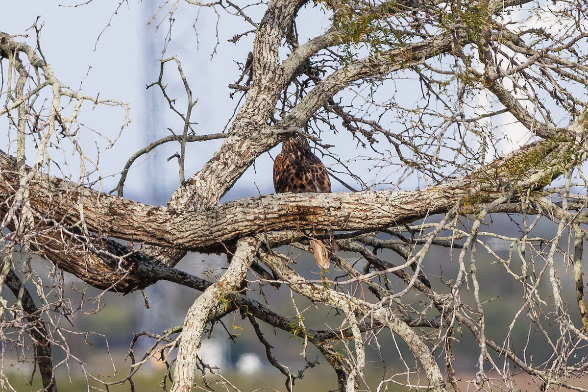 Ferruginous Hawk - ML646719442