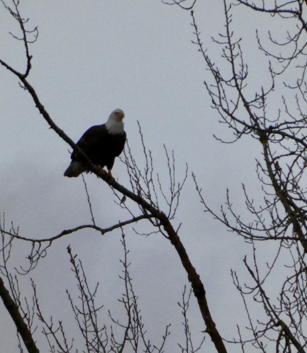 Орлан білоголовий - ML646719444